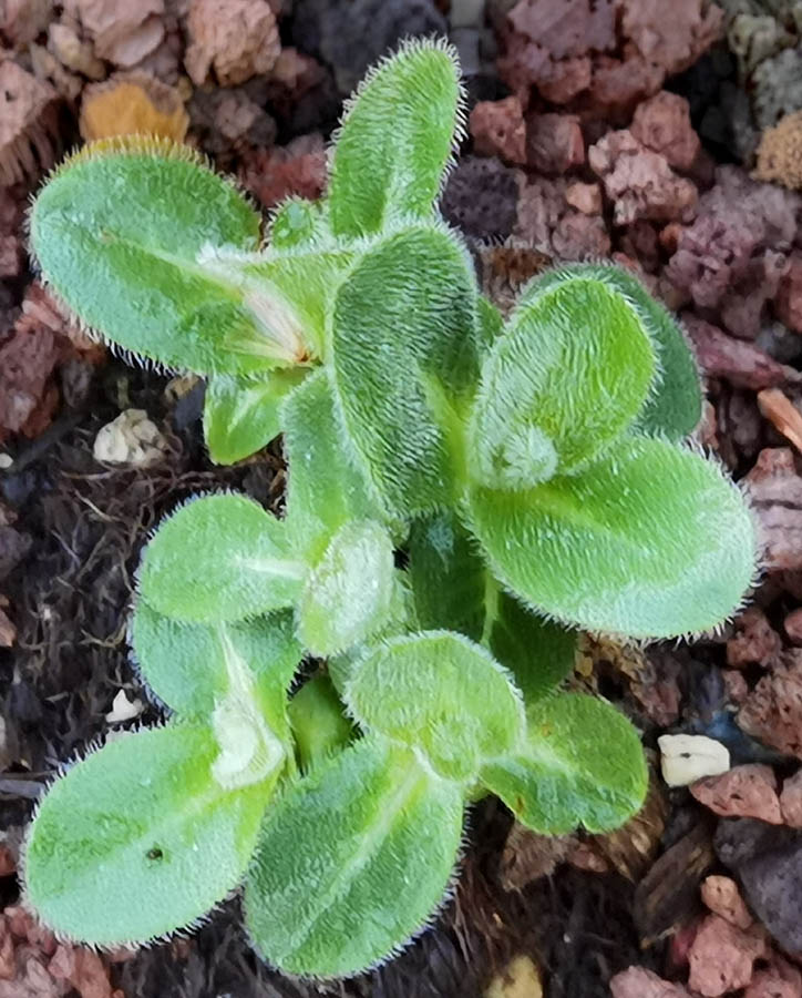 Campanula thyrsoides 3